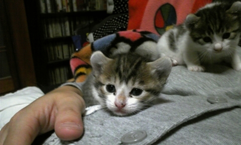 2009.11.25-うちの猫ども (24).JPG