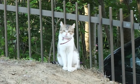 2010.05.16-うちの猫ども (95).JPG